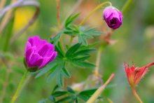Blumen / ***