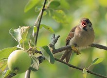 "Dieser Apfel - MEIN!" / *************