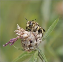 Surly Abschied .... jpg / ***