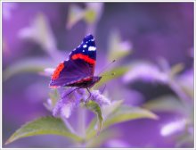 Batterfly in my dream garden / ***************