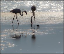 drei ... / Eilat Israel