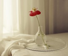 Mit einer Mohnblume ... / ........................