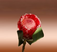 Protea Lady Di / ***