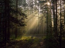 Im Wald, 3 / ***