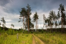 Der Weg in den Wald / ___