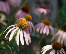 Echinacea / _________