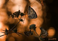 Golden Dawn / ***