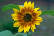 Dekorative Sonnenblumen ... / ***