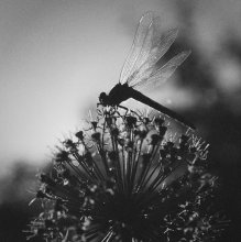 nicht nur die Bienen tun es .... / ***