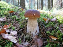 In welcher! *** / ***