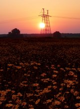 Red Daisies / ***