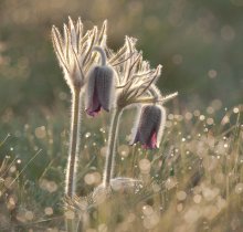 Son Son of Grass. / ***