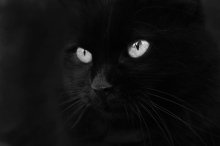 Black Cat / ***