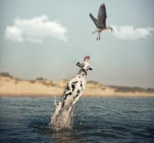 Killer Whale)) / ***