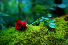 Wald Rose / ...