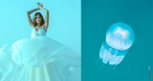 Jellyfish / ***