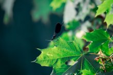 Dragonfly / ***
