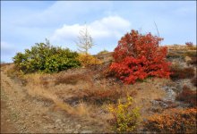 Herbstfarben von Taimyr / ***