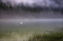 Schwimmen aus dem Nebel / ***