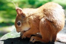 Eichhörnchen / ***