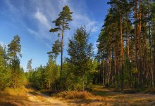 Wald September / ***
