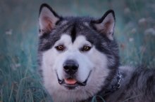 Malamute / ***