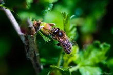 Biene im Makro / ***