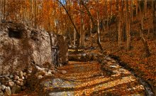 Im Herbst Wald / ****