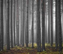 Wald / ***