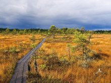Swamp Vasen / ***