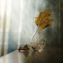 Maple Leaf ... / .....................