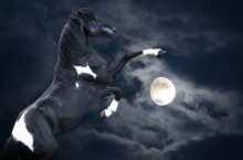 Lunar Pferd / 8888
