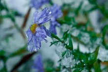 Gefrorene Sommer / ***
