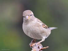 Haus-Spatz / ***