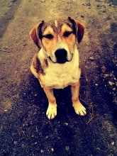Straßenhund / ***