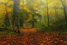 Waldwege ... / ***