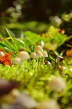 Ein Tag im Wald / ........