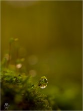 Großes Herz ... gute Seele. / ***