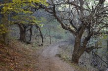 Forest Trail / ***