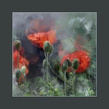 Mohn / music: Lund Quartet – Sequoia
http://www.youtube.com/watch?v=RxUvO638hWY