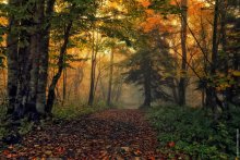 Der Weg Blätter fallen / ***