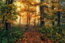 Folge dem Licht ... / ***