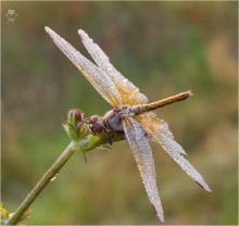 Morgen ... Dragonfly ... / ***