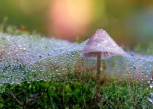 Die Glasabdeckung des Herbstes / ...