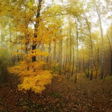 Autumn Forest Fire / ***