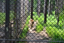 Tiger / ***