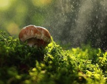 Faust Pilz / ***