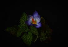 Colchicum und Minze / ***