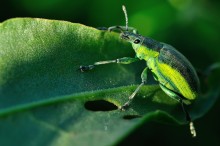 «Curculionidae» / ***