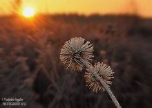 "Sugar" Morgengrauen / ***